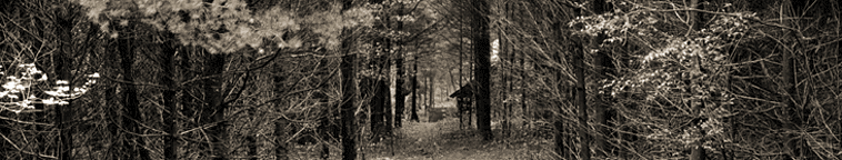 Pines trees at MacDowell Colony