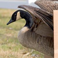 canada goose release