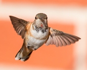 Rufous Hummingbird