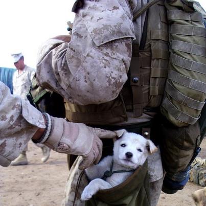 Photo: This puppy followed U.S. Marines from Alpha Company, 1st Battalion, 6th Marines, during a mission while the unit was serving in Afghanistan.  After following the Marines for many miles, a soft-hearted Marine picked the puppy up and carried it in his drop pouch.  U.S. Marine Corps photo by Cpl. Charles T. Mabry II.