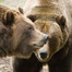 Woodland Park Zoo Bear Cam