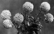 Chrysanthemum,  Ada Spaulding