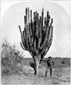 Cereus Pecten-Aboriginum