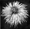 Chrysanthemum