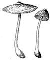 Agaricus procerus, Edible