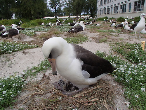 A Laysan albatross known as “Wisdom” – believed to be the oldest wild bird in the World at least 62 years old – has hatched a chick on Midway Atoll National Wildlife Refuge for the sixth consecutive year. Early Sunday morning, February 3, 2013, the chick was observed pecking its way into the world by U.S. Fish and Wildlife Service biologist Pete Leary, who said the chick appears healthy. Wisdom was first banded in 1956, when she was incubating an egg in the same area of the refuge. She was at least five years old at the time. Learn more about this cool story here: http://www.facebook.com/PapahanaumokuakeaPhoto: Pete Leary - USFWS