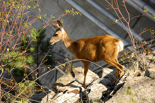 A whitetail deer climbs the hillside near the left power plant at the Grand Coulee Dam. Photo by David Walsh, Bureau of Reclamation.