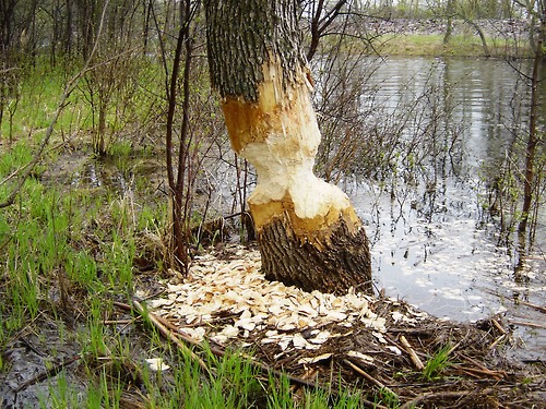 A beaver damaged tree at Jamestown Dam, the beaver was seen swimming away from its handiwork before the photo was taken. Photo by Ken Lake, Reclamation.