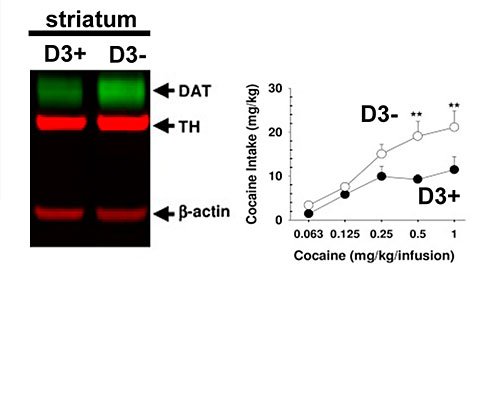 Results from a recent study in a mouse model of cocaine addiction suggest that the type 3 dopamine receptor (D3R) may play a protective role against the addictive power of cocaine