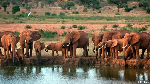 Elephants gather at dusk to drink at a watering hole in Tsavo East National Park, Kenya on March 25, 2012. [AP Photo/Ben Curtis]