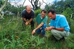 Researchers study weeds.