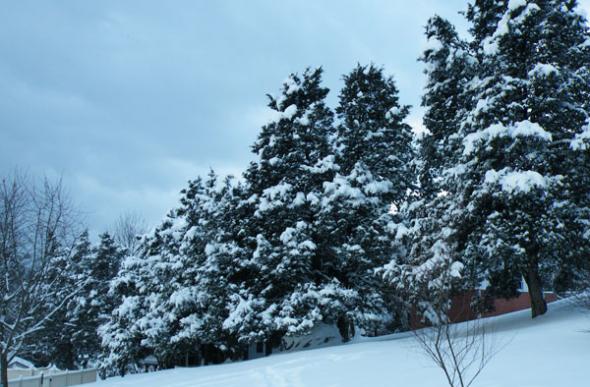 Pine trees covered in snow with a blustery gray sky.