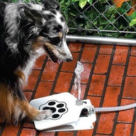 Doggie Outdoor Fountain...genius