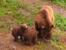 Family of brown bears from Brooks River. Photo credit: Sara L. Graziano, USGS 