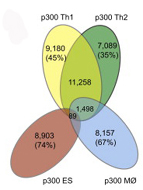 T helper subsets have thousands of unique p300 binding sites, but almost none are shared among T cells, macrophages, and ES cells. Venn diagram depicts the number and percentages of shared and unique p300 binding sites in each cell type.