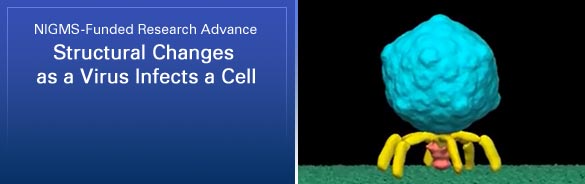 NIGMS-Funded Research Advance: Structural Changes as a Virus Infects a Cell