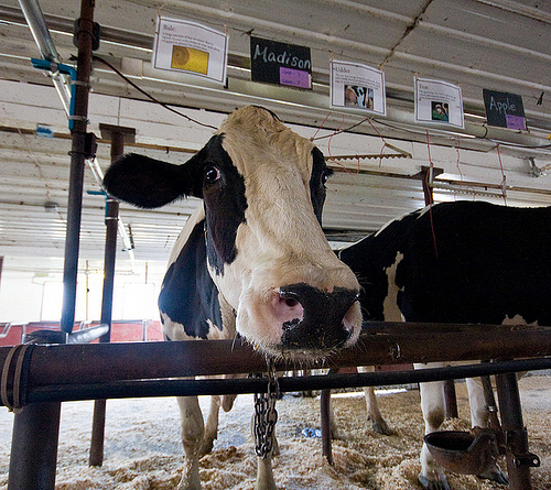 A dairy cow from Ronnybrook Dairy Farm.  With the help of the Agricultural Marketing Service’s export certificates, dairy producers and manufacturers can send their products to 104 countries.  Photo courtesy of Garrett Ziegler