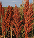 A grain mold-resistant sorghum line with bright red seeds.