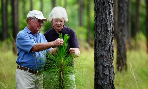 Partners join to restore longleaf pine throughout Southeast.