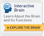 Interactive Brain - Learn About the Brain and Its Functions
