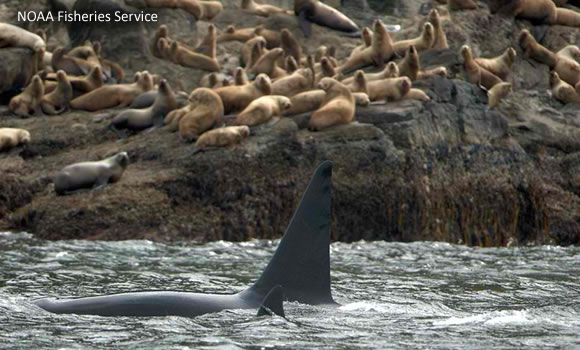 Killer whales cruise past Stellar Sea Lions on Unimak Island, Alaska.