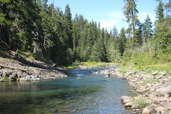 biologists monitor a stream