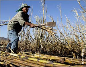 Un trabajador cultiva caña de azúcar en El Salvador. (© AP Images)