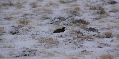 Sage grouse in winter, in Wyoming
