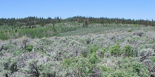 Vegetation sampling in southwest Wyoming