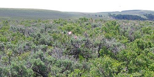 Vegetation sampling in southwest Wyoming