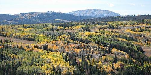 Fall in Wyoming signified by golden-colored aspen leaf changes