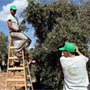 MEPI alumni help pick olives in the West Bank