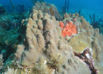 Mountainous star coral in the sanctuary.