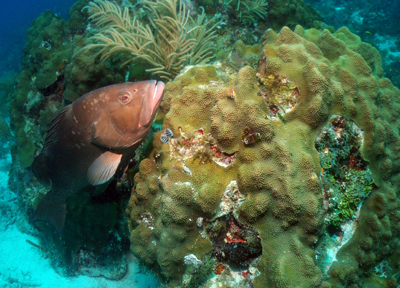 Photo of Red grouper on coral reef.