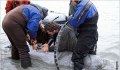 Scientists put a tracking device on an Alaskan Beluga whale. The creatures’ survival is threatened by water pollution and over hunting. (AP Images)