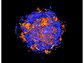 3-D computer simulations showing supernovae exploding