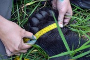 A Florida Fish and Wildlife Conservation Commission (FWC) measures the paw of a Florida black bear during a study at Camp Blanding Joint Training Center near Starke, Fla., this summer. Photo courtesy Camp Blanding Enviornmental Office.