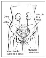 Ilustración anatómica frontal del tracto urinario femenino, se delinea los músculos del suelo de la pelvis, músculos del esfínter, músculo de la vejiga, la uretra y la orina.