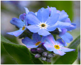Alaska State Flower