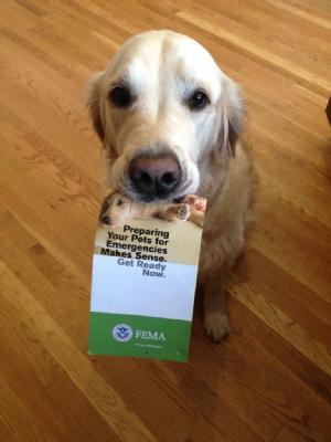 dog holding ready.gov brochure