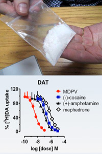 The bath salt ingredient MDPV is a potent blocker of dopamine uptake in brain tissue.