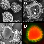 Club moss pollen/spores for oral vaccination. Scanning electron micrographs of (A) intact pollens, (B) interior of manually crushed pollen showing native plant matter, and (C) interior of manually crushed pollen after pollen-cleaning procedure to remove plant biomolecules. (D) Confocal micrograph showing a model test vaccine filled into clean pollen.