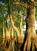 Photo of bald cypress and tupelo trees