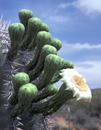 Thumbnail of flowering saguaro cactus