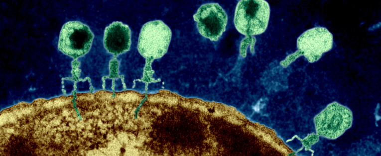 Phage Renaissance: New Hope against Antibiotic Resistance