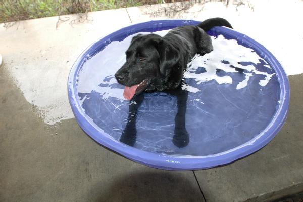 A Search and Rescue dog cools off in a wading pool.