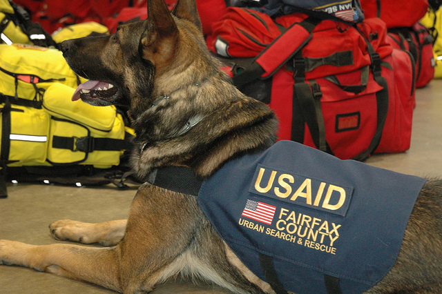 One of six Virginia Task Force 1 dogs being deployed on search and rescue efforts in Japan.