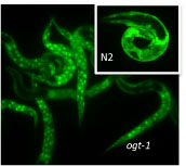 C. elegans daf16::GFP reporter in wildtype (N2) and ogt-1 strains