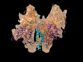 Image shows a three-dimensional rendering of the structure of trimeric Env bound to 17b.