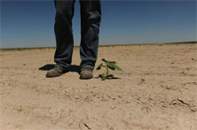 man standing next to lone plant on drought ridden land